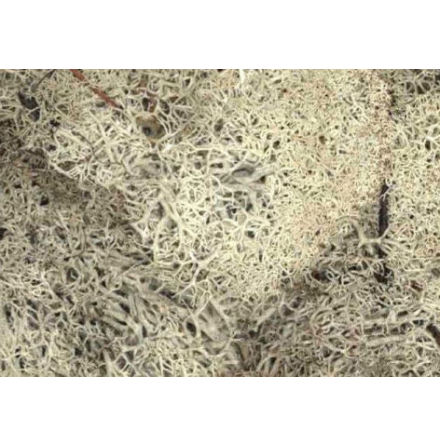 Lichen, Stone Grey 35g bag (mossa)